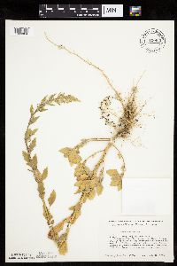Image of Chenopodium album