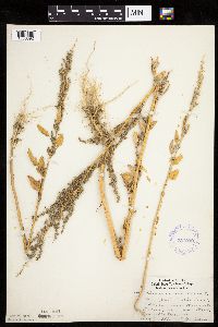thumbnail image of current specimen
