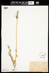 thumbnail image of current specimen