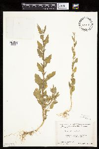 thumbnail image of current specimen