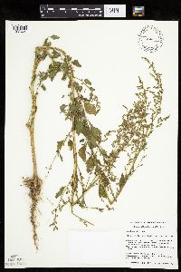 Chenopodium berlandieri image