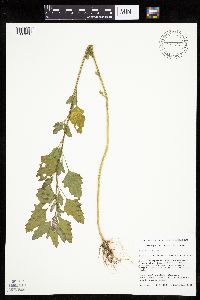 Chenopodium berlandieri image