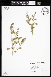 Chenopodium berlandieri image