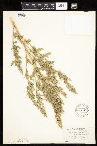 Chenopodium berlandieri image