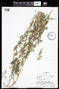 Chenopodium berlandieri image