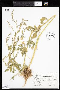 Chenopodium berlandieri image