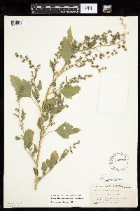 Chenopodium berlandieri image