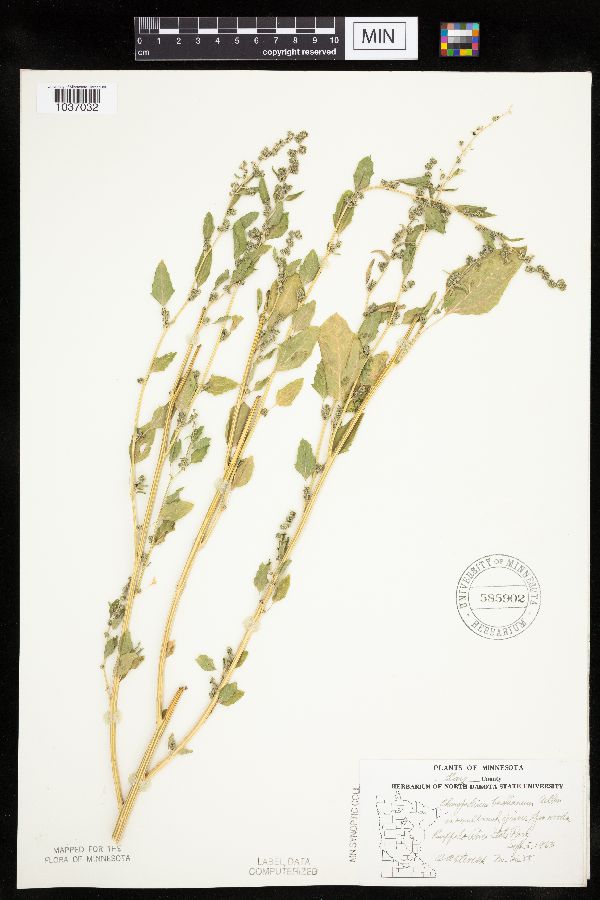 Chenopodium berlandieri var. bushianum image