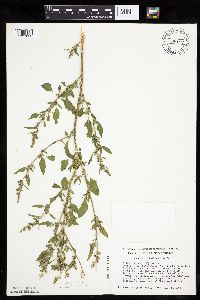 Chenopodium berlandieri image