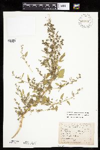 Chenopodium berlandieri image