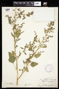 Chenopodium berlandieri image