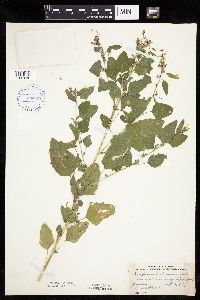 Chenopodium berlandieri image