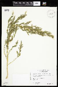 Chenopodium berlandieri image