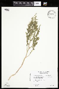 Chenopodium berlandieri image