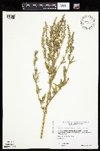 Chenopodium berlandieri image