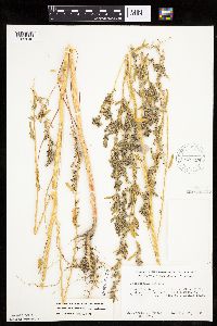 Chenopodium berlandieri image