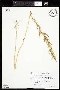 Chenopodium berlandieri image