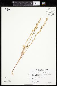 Chenopodium berlandieri image