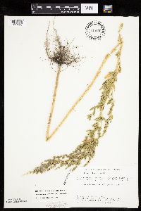 Chenopodium berlandieri image