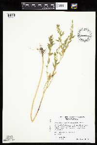 Chenopodium berlandieri image