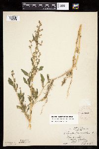 Chenopodium berlandieri image