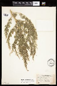 Chenopodium berlandieri image