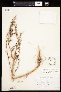Chenopodium berlandieri image