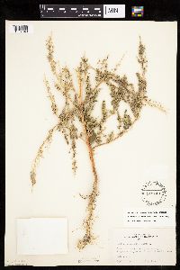 Chenopodium berlandieri image