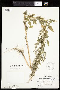 Chenopodium berlandieri image