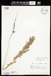 Chenopodium berlandieri image