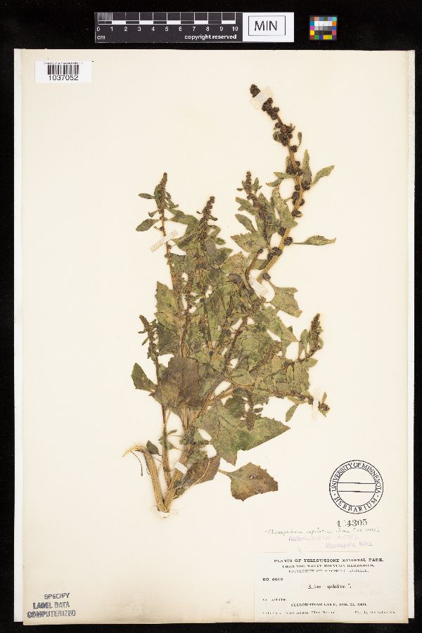 Chenopodium capitatum image