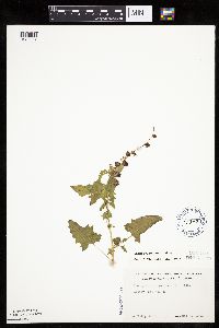 Chenopodium capitatum var. capitatum image