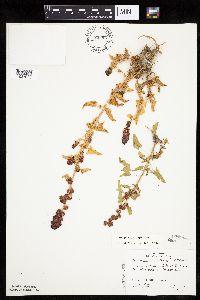 Chenopodium capitatum var. capitatum image