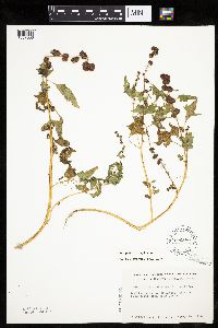 Chenopodium capitatum var. capitatum image