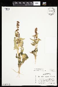 Chenopodium capitatum var. capitatum image