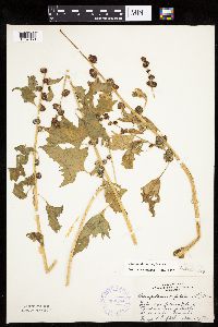 Chenopodium capitatum var. capitatum image