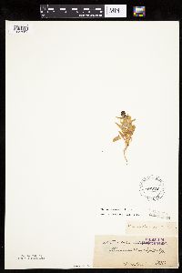 Chenopodium capitatum var. capitatum image