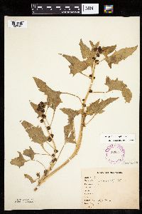 Chenopodium capitatum var. capitatum image