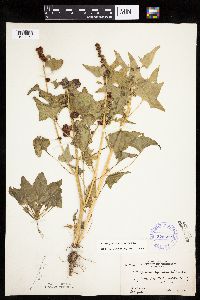Chenopodium capitatum var. capitatum image