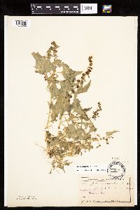 Chenopodium capitatum var. capitatum image