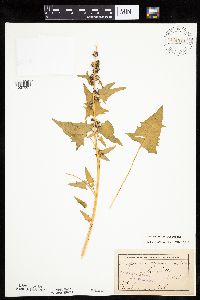 Chenopodium capitatum var. capitatum image