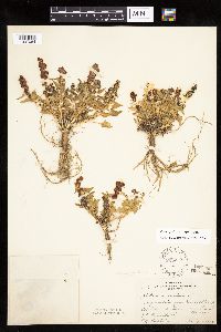 Chenopodium capitatum var. capitatum image