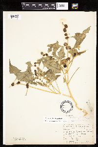 Chenopodium capitatum var. capitatum image