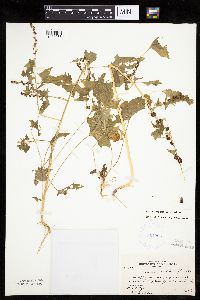 Chenopodium capitatum var. capitatum image