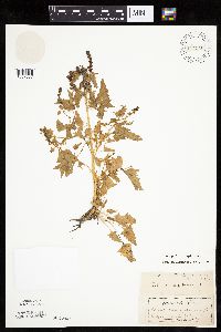 Chenopodium capitatum var. capitatum image