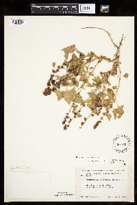 Chenopodium capitatum var. capitatum image