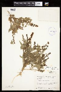 Chenopodium capitatum var. capitatum image