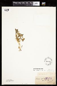 Chenopodium capitatum var. capitatum image