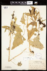 Chenopodium capitatum var. capitatum image