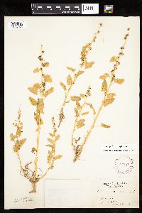 Chenopodium capitatum var. capitatum image